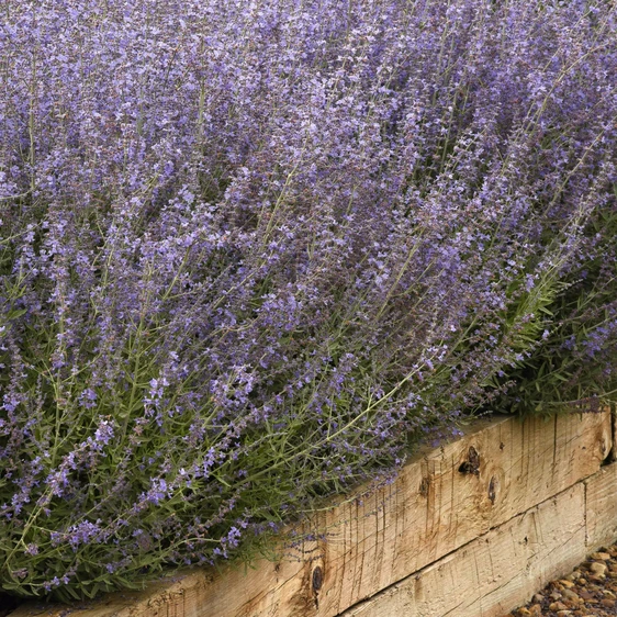 Picture - Ball Horticultural