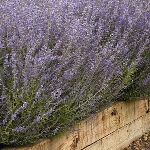 Picture - Ball Horticultural