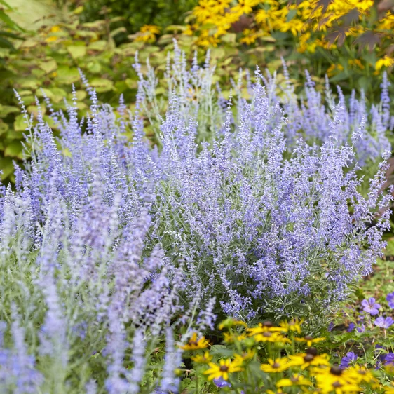 Picture Credit - Plantipp BV