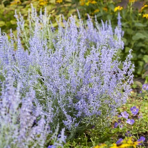 Picture Credit - Plantipp BV