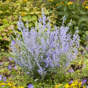 Picture Credit - Plantipp BV