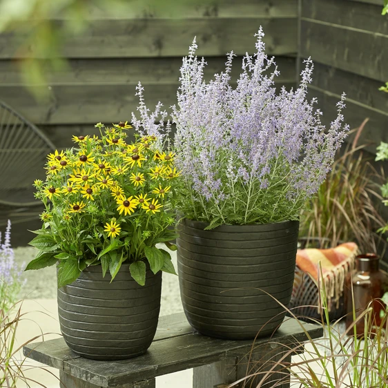 Picture Credit - Plantipp BV