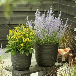 Picture Credit - Plantipp BV