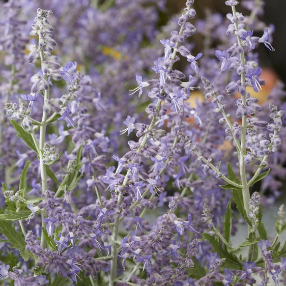 Picture Credit - Plantipp BV