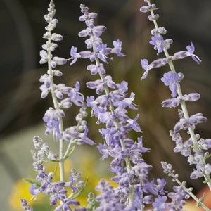 Picture Credit - Plantipp BV