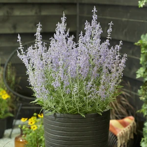 Picture Credit - Plantipp BV