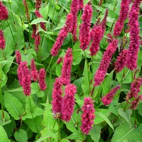 Persicaria