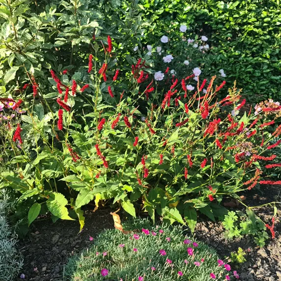 Picture - Plantipp BV