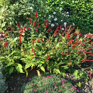 Picture - Plantipp BV