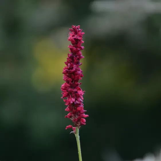 Persicaria amplexicaulis 'Fat Domino' 2L