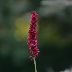 Persicaria amplexicaulis 'Fat Domino' 2L