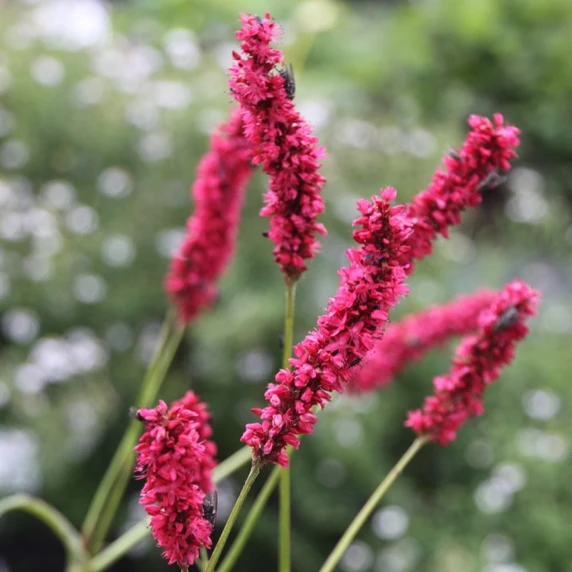 Persicaria amplexicaulis 'Fat Domino' 3L - image 1