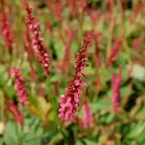 Picture Credit - Pickmere Nurseries