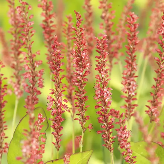 Persicaria amplexicaulis 'Orangefield' 2L