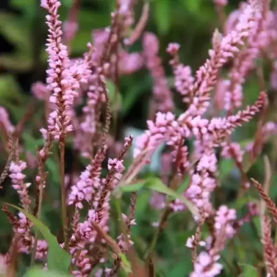 Persicaria amplexicaulis 'Pink Elephant' 3L