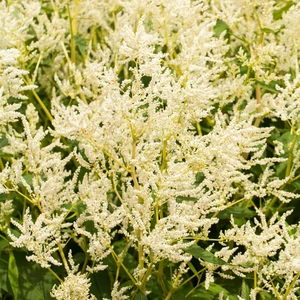 Persicaria polymorpha 2L