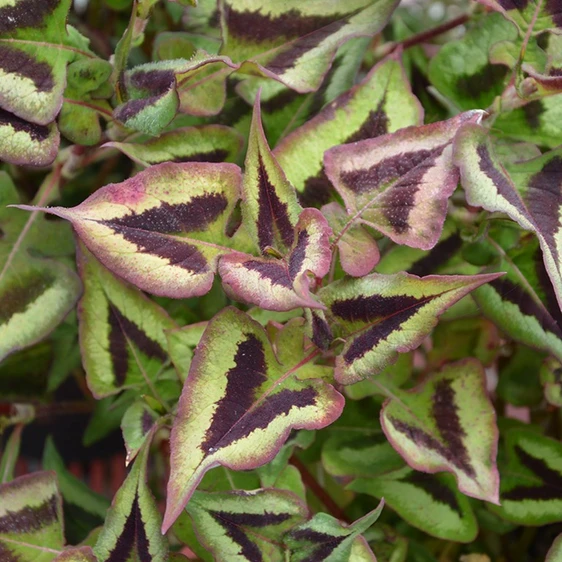 Picture - Kernock Park Plants