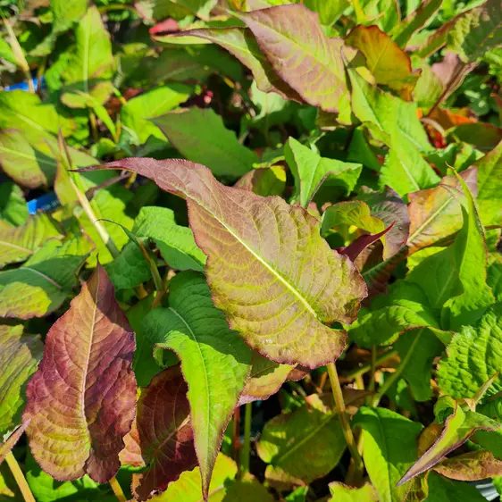 Persicaria amplexicaulis 'Rosea' 2L