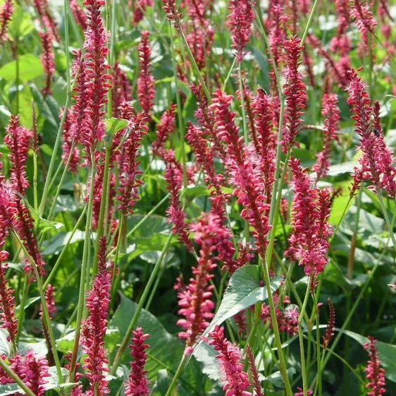 Persicaria amplexicaulis 'Seven Oaks Village' 3L