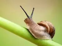 Pest Control