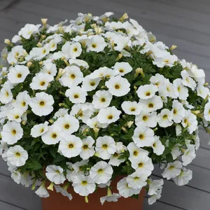 Picture - Ball Horticultural