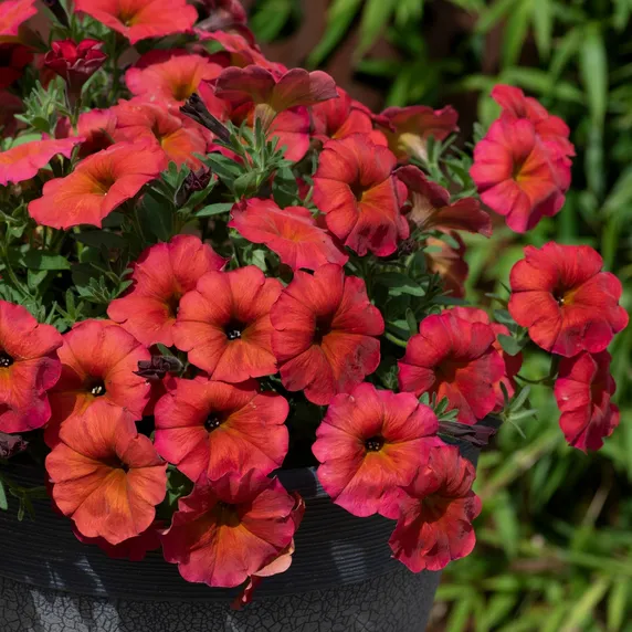 Picture - Ball Horticultural