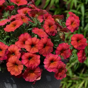 Picture - Ball Horticultural