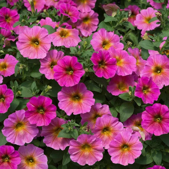 Picture - Ball Horticultural