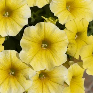 Picture - Ball Horticultural