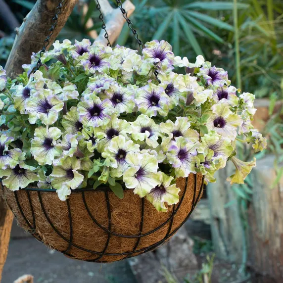 Picture - Ball Horticultural