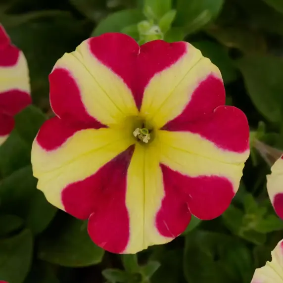 Petunia 'Amore Queen of Hearts' - image 1