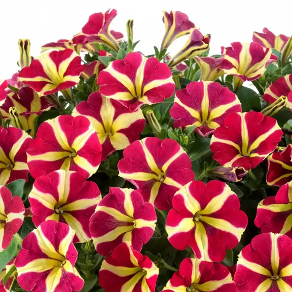 Petunia 'Amore Queen of Hearts' - image 2