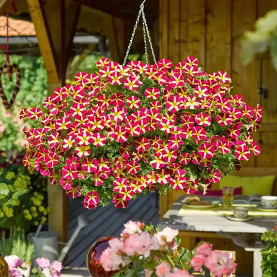 Petunia 'Amore Queen of Hearts' - image 3