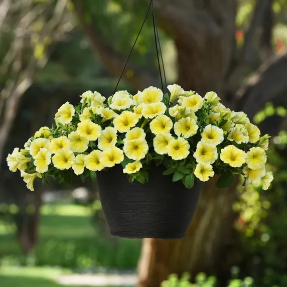 Picture - Ball Horticultural