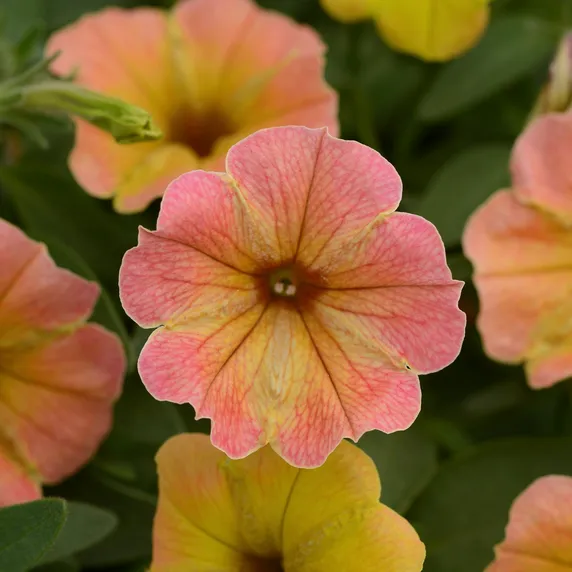 Picture - Ball Horticultural