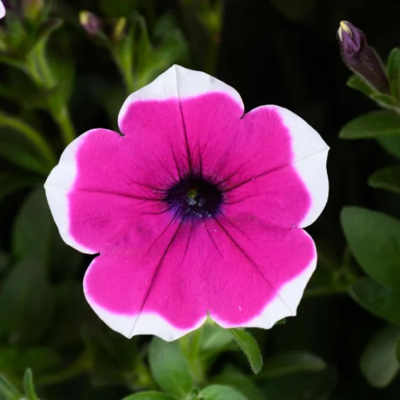 Picture - Ball Horticultural