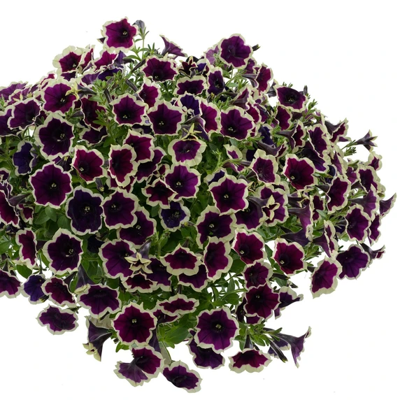 Picture - Ball Horticultural