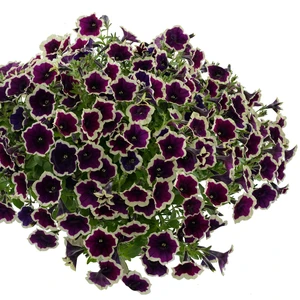 Picture - Ball Horticultural