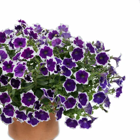 Picture - Ball Horticultural