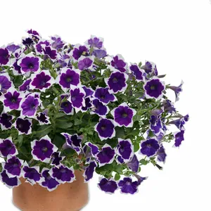 Picture - Ball Horticultural