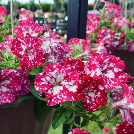 Petunia 'Cherry Sky'