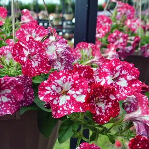 Petunia 'Cherry Sky'