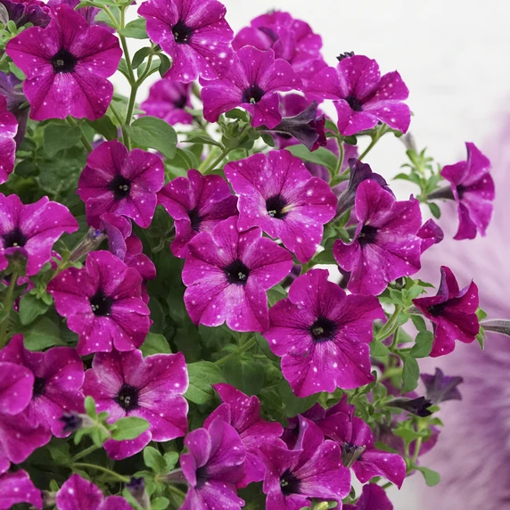 Picture - Selecta One