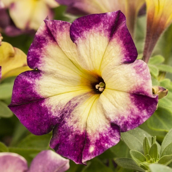 Petunia 'Crazytunia Moonstruck'