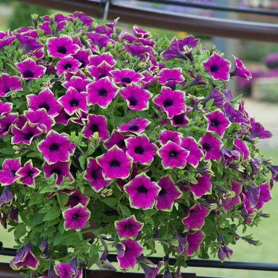 Picture - Ball Horticultural