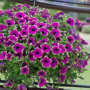 Picture - Ball Horticultural