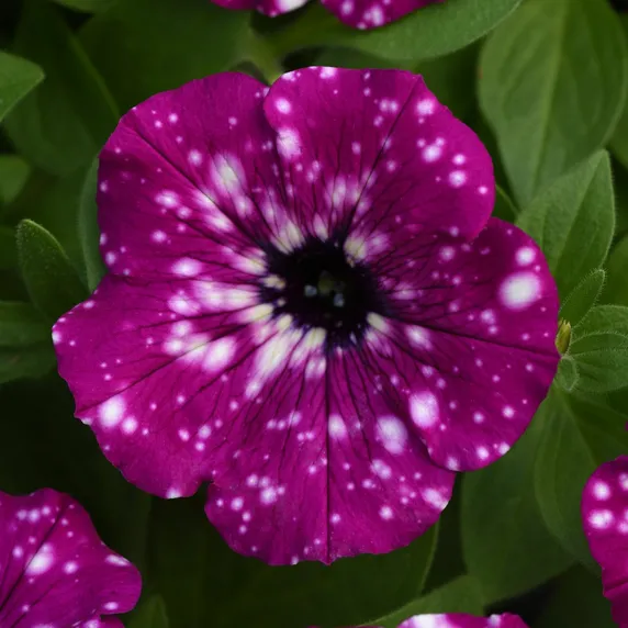 Picture - Ball Horticultural