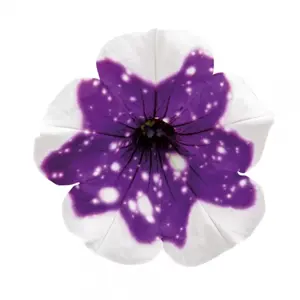 Petunia 'Glacier Sky' - image 2
