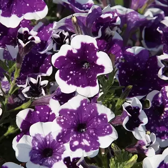 Petunia 'Glacier Sky' - image 1