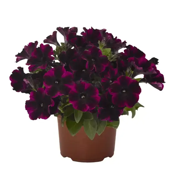 Petunia 'Johnny Flame' - image 4